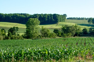 Rolling fields
