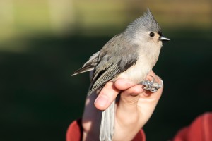 Student holding a bird