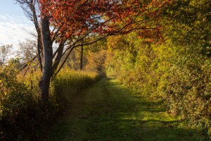 Trail