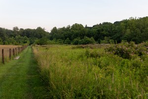trail with flowers