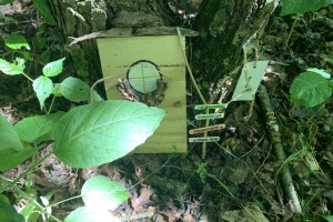 Fairy door