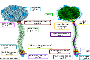 bacteriophage structures