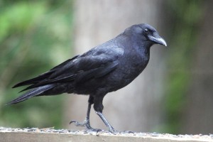 Crow