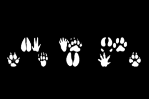 Animal footprints