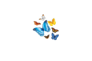 Nationwide Butterflies