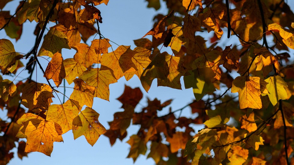 Homecoming Weekend | Kenyon College