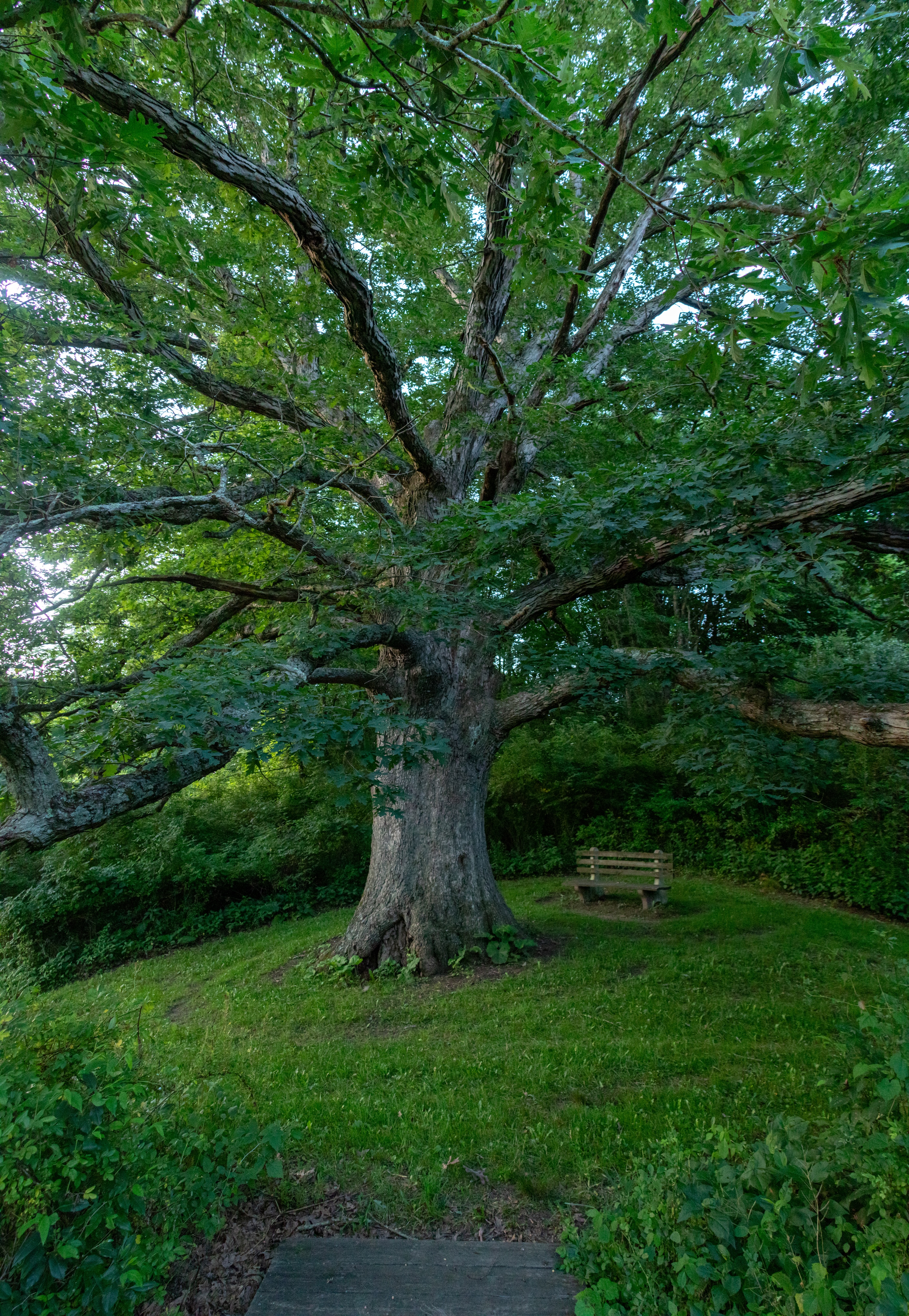 Tributes for a Fallen Tree | Kenyon College