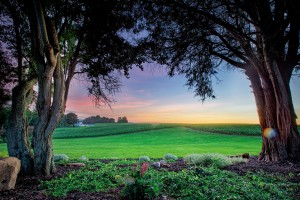 Green field at sunset 