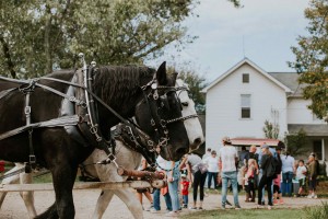 Horses pulling hay ride carriage