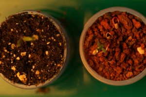 Kamesh Regmi in his Higley Hall lab.
