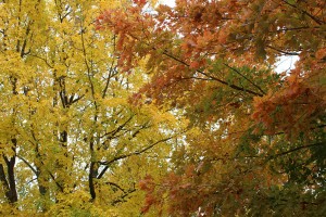 Autumn leaves on Middle Path trees