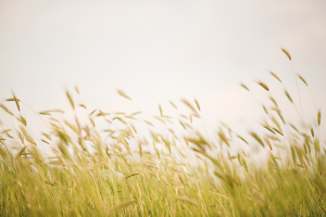 Field of wheat