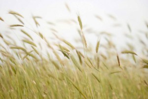 wheat