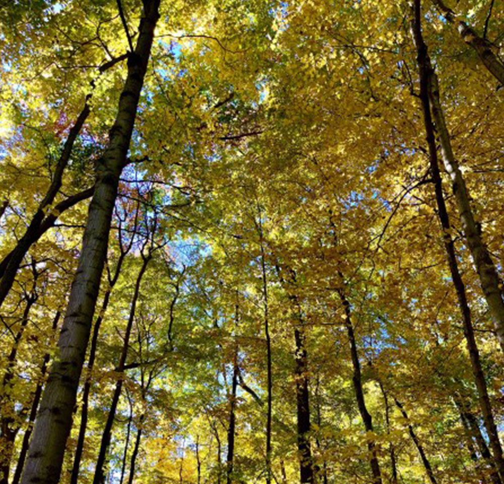 Beyond the Individual Kenyon College