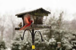 Cardinal in a bird house