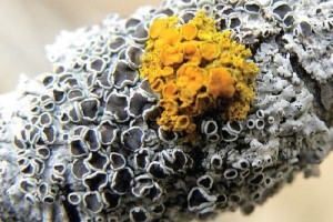 Lichens