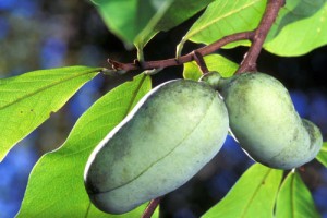 Pawpaws