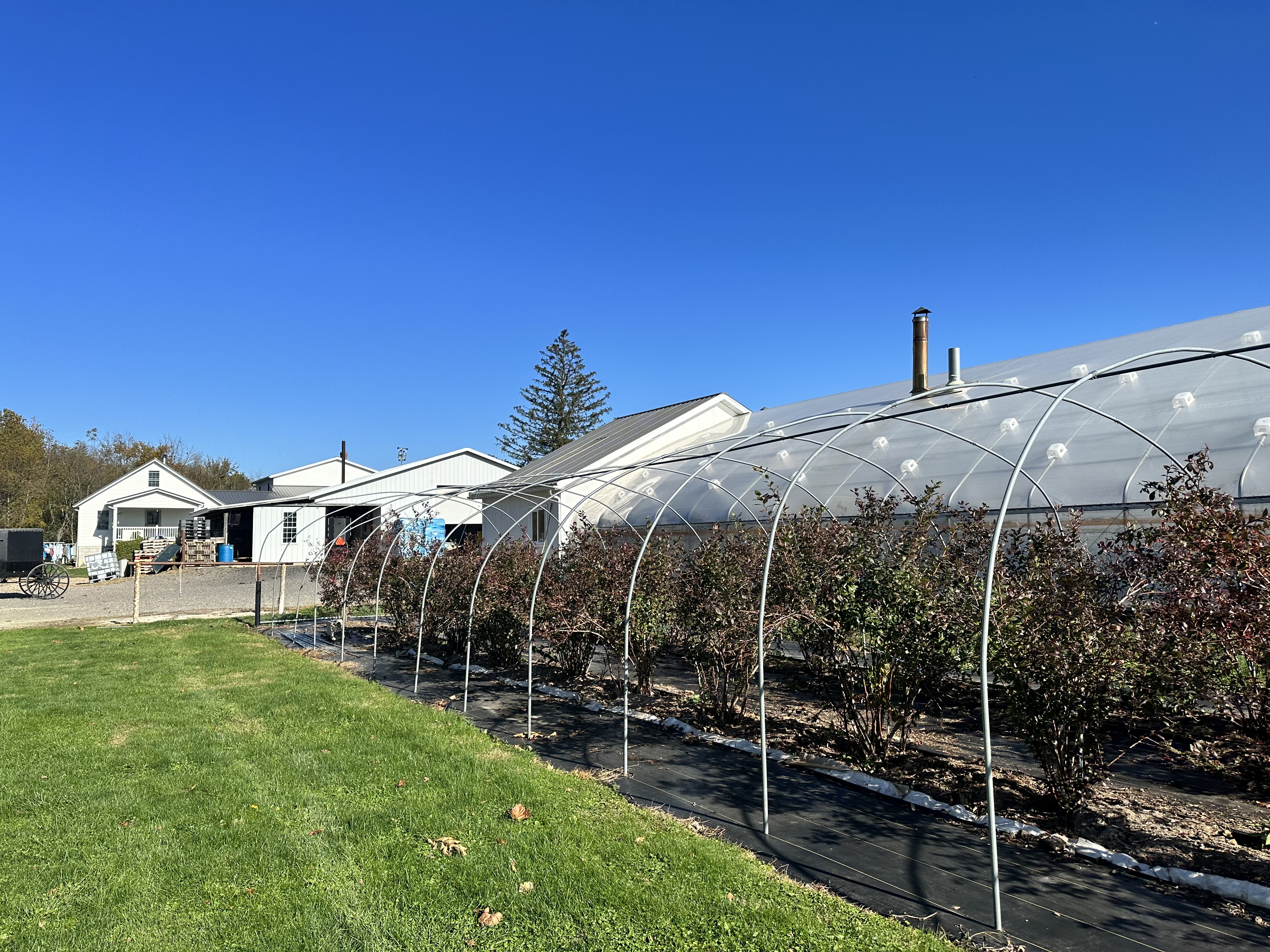 farm with bushes