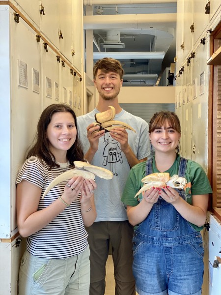 From left: Liz Cramer '25, Adrian Lee '24, and Olivia Rataezyk '24 hold hornbill skulls at the Smithsonian National Museum of Natural History bird collection in Washington, D.C. in June as part of a project, mentored by Natalie Wright, to investigate how life history can impact the size of flight muscles in male and female birds.
