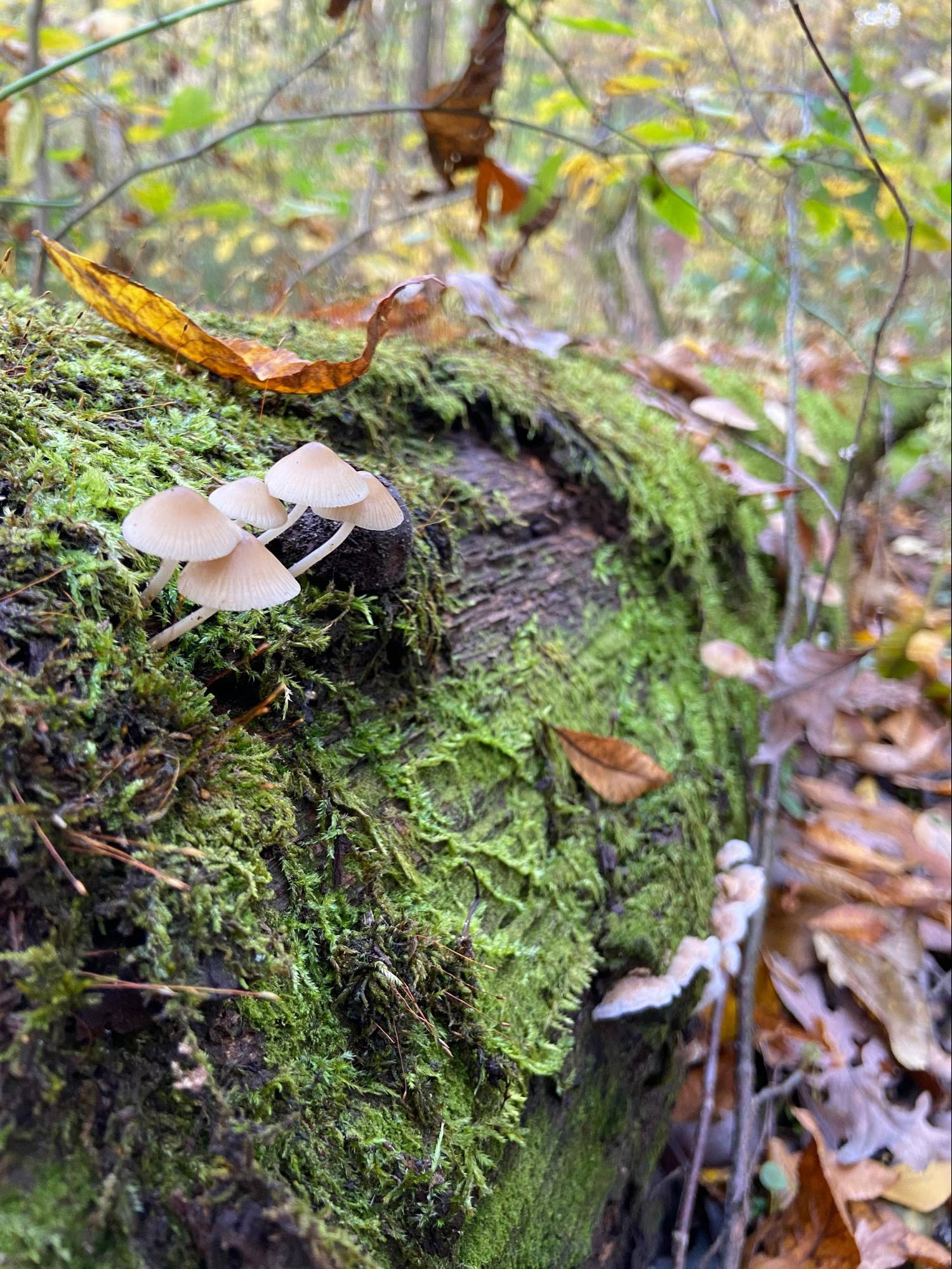 more mushrooms