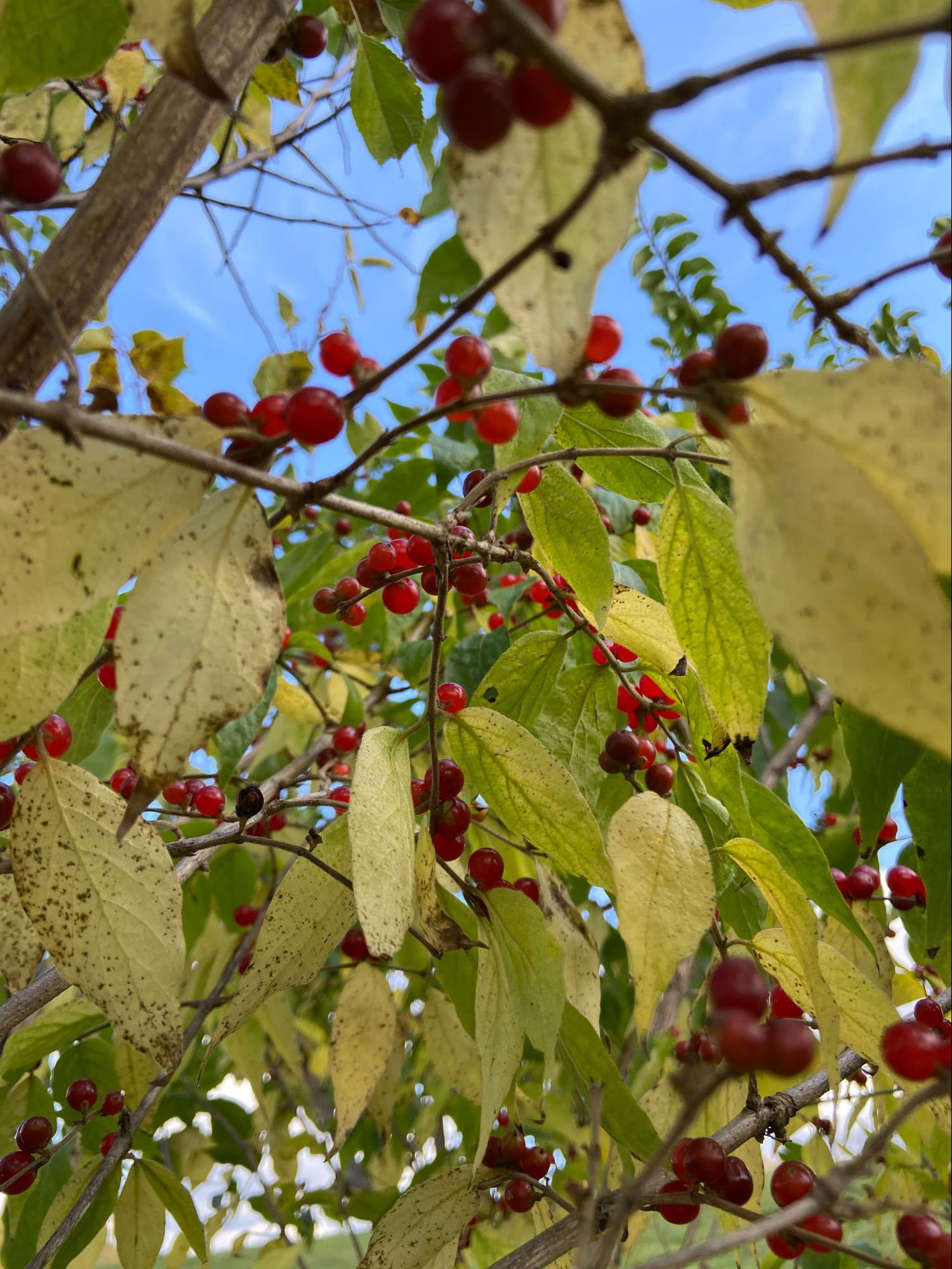 tree with berries